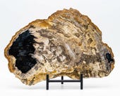 Petrified Wood Serving Plate | Fossil Stone Charger, Bali Heirloom, Wabisabi Decor