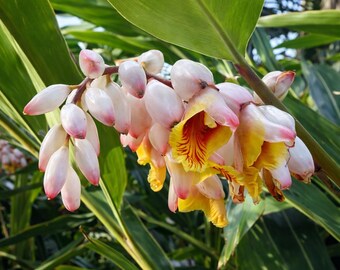 Orange Torch Ginger Live Plant Seedling Curcuma Aurantiaca - Etsy