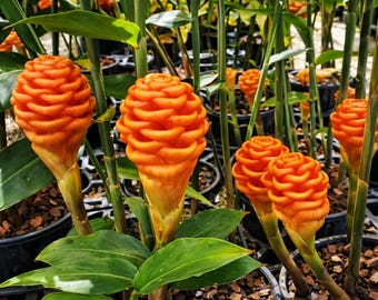 Orange Cone Ginger Rhizome