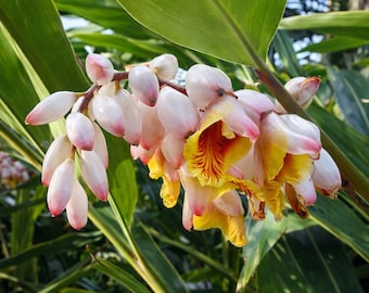 Lot of 3 Shell Ginger Rhizome Alpinia Zerumbet Porcelain Lily Exotic Flower (listing is for 3 Rhizomes)