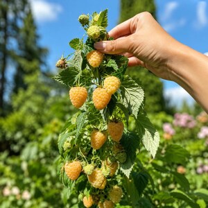 May include: A cluster of golden yellow raspberries hanging from a green leafy stem. The berries are round with a textured surface, showing various stages of ripeness from small buds to fully developed fruit, attached to a vibrant green plant.
