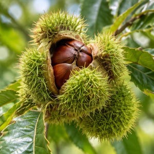 May include: A cluster of spiky, light green chestnut burs hanging from a branch. One bur is partially open, revealing three smooth, dark brown, glossy chestnuts nestled inside the protective, needle-like outer shell of the fruit.