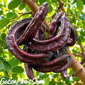 May include: A cluster of dark purple, elongated carob pods hanging from a tree branch. The pods have a leathery, textured surface with visible ridges and curves. The text "GatenPlantSeed" is printed in white at the bottom of the image.