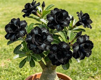 Fredclarkeara After Dark 'SVO Black Pearl' Orchid Hybrid Black