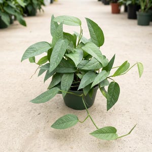 May include: A potted Cebu Blue Pothos plant featuring elongated, pointed, silvery-green leaves with a distinct metallic sheen. The plant grows in a dark green plastic nursery pot, with several stems trailing outward, showcasing its vining habit.