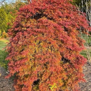 May include: A dense, weeping Japanese maple tree featuring finely dissected, lace-like foliage that transitions in color from vibrant shades of deep crimson and bright red at the top to golden-yellow and orange hues toward the lower branches.