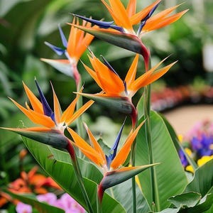 May include: Multiple Strelitzia reginae flowers, commonly known as bird of paradise, featuring vibrant orange sepals and deep blue petals emerging from a dark green, beak-like spathe, supported by long, slender green stems and large, broad green leaves.