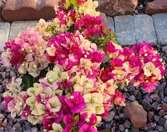 Rare Bougainvillea 'Mojito' Live Plant, Color Changing Multicolor Vine, Fast Growing Flowering Climber, 2–3 Gallon Pot