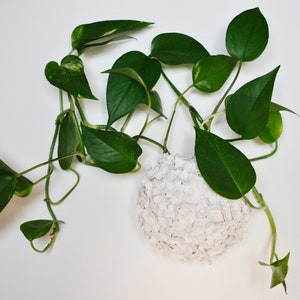 Hydroponic Propagation Art Sculpture, Hydrangea, Vessel Wall Mount, Hanging Vase, Housewarming Gift, Propagation Station, White minimalist