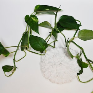 Hydroponic Propagation Art Sculpture, Hibiscus Petals, Wall Mount, Hanging Vase, Housewarming Gift, Propagation Station, White minimalist
