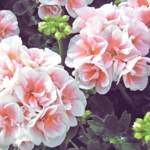 Puede incluir: Un grupo de flores de geranio en plena floración con pétalos de color rosa pálido y centros de color coral anaranjado. Las flores están dispuestas en cabezas densas y redondeadas, acompañadas de varios capullos verdes cerrados y hojas oscuras.