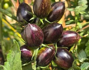 Brad’s Atomic Grape Tomato – Heirloom Rainbow Cherry Tomato, Sweet Flavor & High Yield 20 Seeds