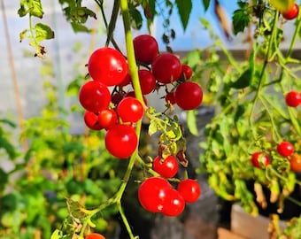 Hanging Cherry Tomato Containers – Juicy Compact Tomato Plant with Ornamental Appeal, 10 Seeds