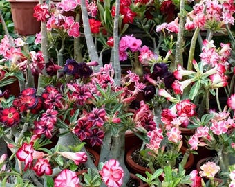 Mixed Color Desert Rose – Adenium Caudex Plant for Garden & Bonsai 20 Seeds