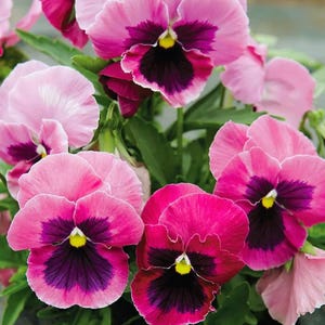 Puede incluir: Primer plano de vibrantes flores de pensamiento en tonos rosa, magenta y morado. Los pétalos tienen una textura aterciopelada, con un centro oscuro y una mancha amarilla. Las hojas verdes proporcionan un telón de fondo contrastante, creando una colorida exhibición floral.