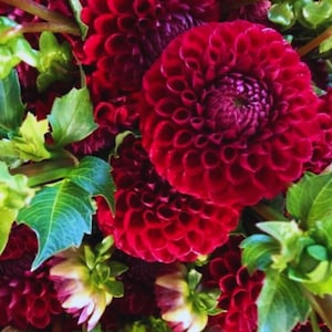 May include: A cluster of deep red dahlia flowers with tightly packed, rounded petals. The blooms display a rich, saturated crimson hue, contrasted by vibrant green, serrated leaves and stems interspersed throughout the floral arrangement.