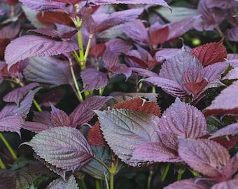 Large-Leaf Perilla Seeds –Grow Herb Seeds, Heat Tolerant Plant for Sunny Gardens & Containers