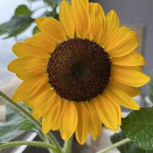 以下が含まれることがあります： 満開の鮮やかなヒマワリのクローズアップ。花は、濃い茶色の中心部を囲む明るい黄色の花びらを特徴としています。緑の葉と茎が見え、自然で新鮮な美しさを生み出しています。ヒマワリは幸福とポジティブさの象徴です。