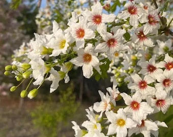 Yellowhorn Tree  (Xanthoceras sorbifolium) – Hardy Ornamental Flowering Tree 20 Seeds