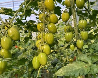 Yellow Green Cherry Tomato – Sweet Flavor Heirloom Tomato with High Yield Garden 5 Seeds