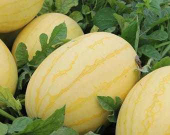Watermelon Hybrid – Yellow Rind Red Flesh Melon, Maturity High Yield Garden 10 Seeds