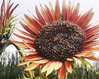Sunflower – High Germination to Grow Flower Seeds for Garden Landscaping 100 Seeds