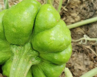 Jiangbing Pumpkin – Mid-Cold Tolerant Pumpkin Variety for Home Garden Planting 50 Seeds
