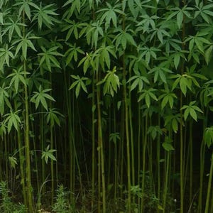 dumb plant Dieffenbachia Camille | Indoor Plant | Tropical Plant | Potted Plant