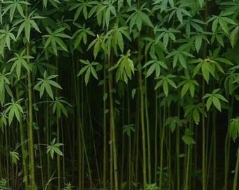 Jute (Corchorus capsularis L.) – Golden Bast Fiber Plant for Garden 100 Seeds