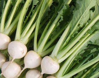 Hybrid White Turnip Seeds – Maturing Glossy Roots with Tender Flesh & Sweet Flavor