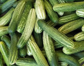 Long Greenish White Cucumber Hybrid Seeds – Maturing Crisp Tender Cucumber for Home Garden