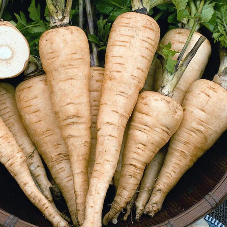 Pu&ograve; includere: Primo piano di diverse pastinache, che mostrano il loro colore bianco crema e la forma allungata e affusolata. Le pastinache hanno una superficie ruvida e strutturata con peli radicali visibili. Le cime verdi sono visibili.