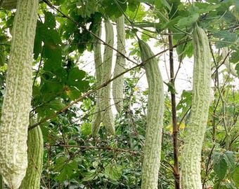 Bitter Melon – to Grow, High Yield Vine Plant, Long Season Vegetable Garden 5 Seeds