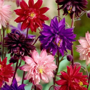 Puede incluir: Primer plano de una colección de flores de aguileña coloridas. Las flores son de color rojo, rosa, morado y burdeos, con centros amarillos. Los pétalos son en capas y delicados, creando una apariencia texturizada. La imagen está bien iluminada.