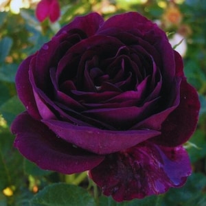 Puede incluir: Una rosa de color morado oscuro intenso en plena floración con pétalos aterciopelados densamente superpuestos. La flor muestra un tono ciruela rico y saturado con sutiles toques negros en las sombras del centro y una forma redondeada.