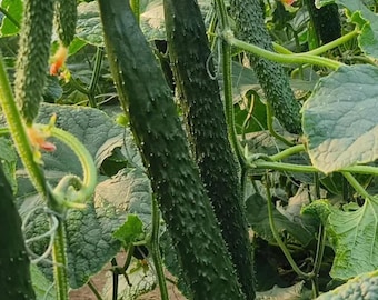 Cetriolo ginoico – Varietà ad alta resa, resistente alle malattie e a maturazione rapida, ideale per la coltivazione in pieno campo. 100 semi.