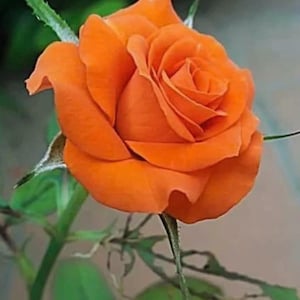 Peut inclure: Une rose orange éclatante en pleine floraison, présentant des pétales veloutés et étroitement superposés qui s'enroulent vers le centre. La fleur est soutenue par une tige verte avec des feuilles dentelées visibles s'étendant de la base.