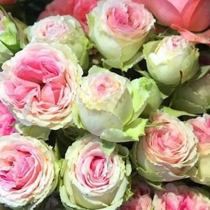 Peut inclure: Un bouquet dense de roses de jardin aux pétales superposés dans des tons de rose tendre et de blanc crème. Les fleurs présentent un aspect ébouriffé avec des cœurs serrés, passant d'un rose profond au centre aux bords vert pâle.