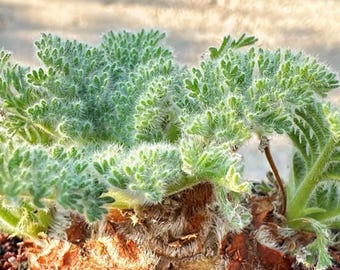 Sweet Scented Geranium – Fragrant Drought Tolerant Plant for Bonsai & Home Garden 5 Seeds