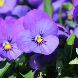 Può includere: Primo piano di vivaci fiori di viola del pensiero viola con centri gialli e venature viola scuro. I petali sono morbidi e vellutati, con una consistenza delicata. Le foglie verdi forniscono uno sfondo contrastante.