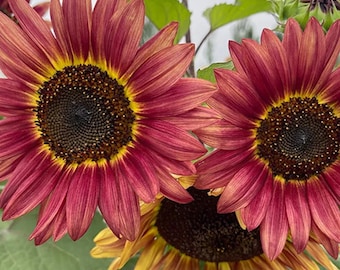 Sunflower – Vibrant Color Flower Mix for Gardens, Balconies & Landscape Planting 100 Seeds