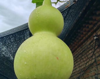Zucca a bottiglia extra-large (Lagenaria siceraria) – Pianta rampicante per decorazione domestica, 25 semi
