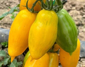 Yellow Banana Tomato – Sweet Juicy Elongated Tomato Variety for Home Garden Planting 20 Seeds
