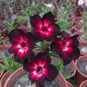 Op de afbeelding: Een groep van vier woestijnroosbloemen met diepzwarte bloemblaadjes die overgaan in een felrood en wit centrum. De trompetvormige bloemen hebben elk vijf bloemblaadjes en staan op een groene plant in een terracotta pot.