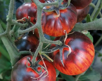 K Night Queen Tomato – Organic Heirloom Tomato Variety for Home Garden Planting 20 Seeds
