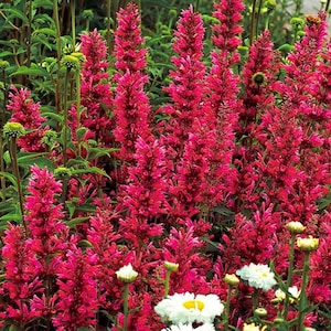 May include: A dense cluster of vibrant magenta-red Agastache flowers growing on tall, upright spikes. The tubular blossoms are densely packed along the stems, surrounded by green foliage, with a few white daisy-like flowers at the base.