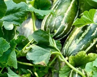 Semi di melone dolce – Varietà ad alto rendimento per la coltivazione in giardino