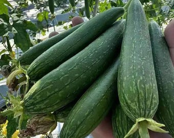 Thai Green Thumb Luffa Seeds – Maturing High Yield Tender & Sweet Sponge Gourd