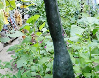 Black Oxleg Black Honey Pumpkin – Sweet Orange Flesh Heirloom 10 Seeds