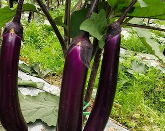 Long Purple Eggplant – Maturing Cold Tolerant Vegetable Garden Variety 100 Seeds